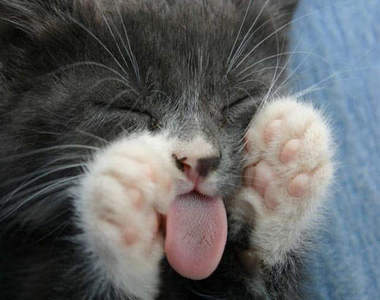 貓舌頭閱覽注意　三大虐舌料理小籠包、章魚燒還有一個是？