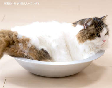 《超涼爽貓鍋》這一鍋要多少錢呀？