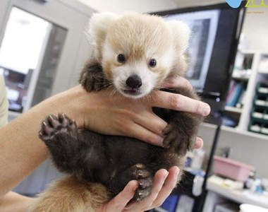 治癒系《紅貓熊》雙手高舉是要給抱抱嗎？