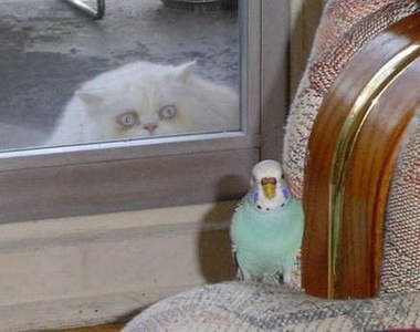 《貓的虎視眈眈Φ౪Φ》完了完了被貓盯上惹...(抖)