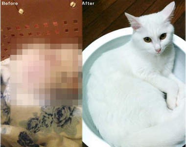 《現代版貓的報恩》來自貓咪的最好禮物是？