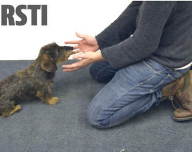 《當狗狗碰到魔術師》為什麼食物不見了(慌)