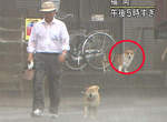 《颱風天散步的柴犬》重點是背後柯基的表情吧wwww 《颱風天散步的柴犬》重點是背後柯基的表情吧wwww