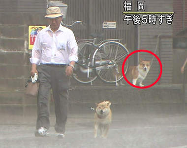 《颱風天散步的柴犬》重點是背後柯基的表情吧wwww