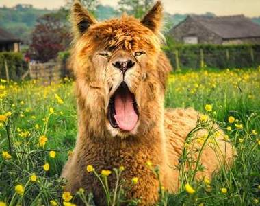 《超有違和感的動物合成圖》看完總是會心一笑