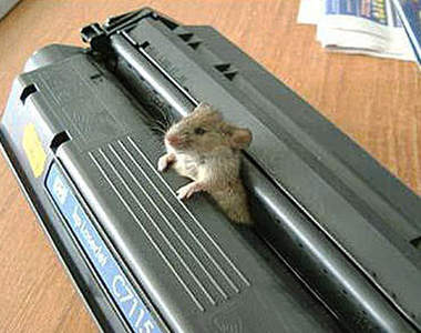 3D列印老鼠？其實真相是...(輕微閱覽注意)