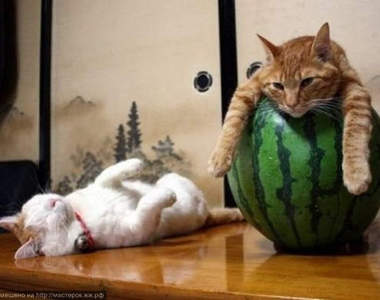 《貓的避暑方式》喵的～夏天就是要這樣渡過呀