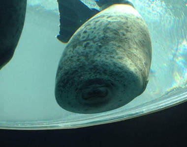 水族館《微笑海豹》游泳撞玻璃萌翻