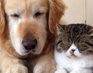 《貓貓狗狗兩相好》感情好到同步率百分百