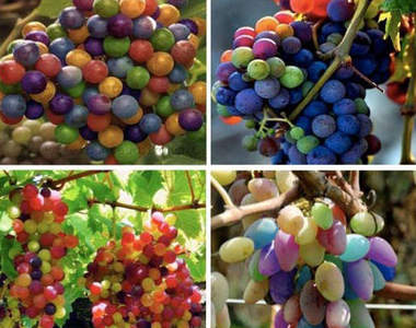 傳說中的《彩虹葡萄》是真的存在嗎？
