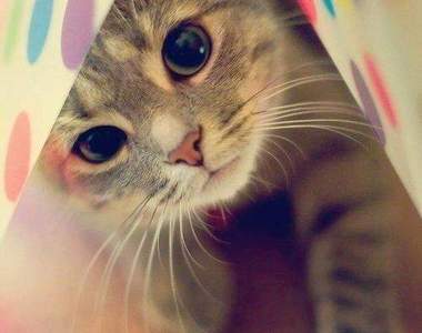 《和寵物聊天》調查　大家平時都和毛孩子們聊些什麼呢？