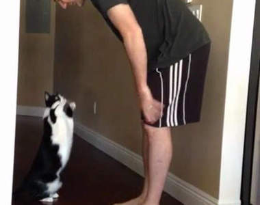 《討抱抱的站立貓》難逃網友改圖魔掌XD