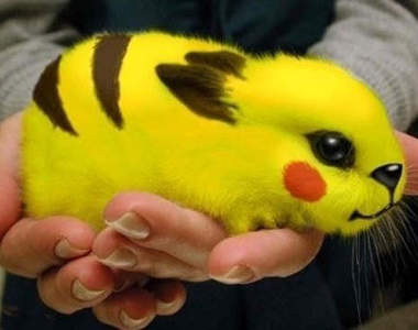 《現實化神奇寶貝》應該就是這種感覺吧～