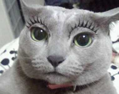 《動物假睫毛》會不會太可愛