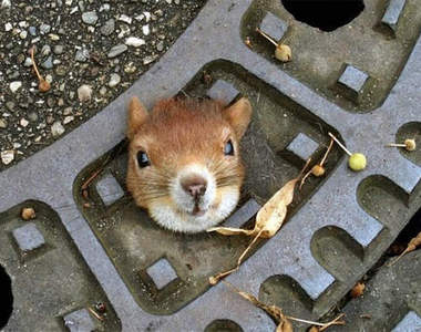 《卡在洞口的動物們》誰說頭過身就過的。･ﾟ･(つд`ﾟ)･ﾟ･