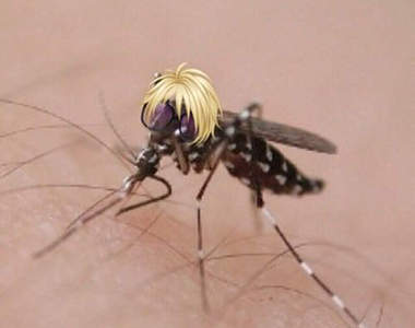 東京登革熱爆發《登革熱病蚊》開設推特人氣急速飆升www