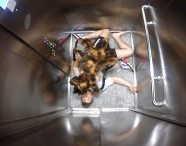 《深夜襲來狗狗變種大蜘蛛》這隻狗狗永遠不懂為什麼沒有人想摸摸牠...