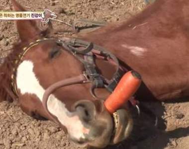 《懶洋洋家裡蹲馬兒》馬界宅宅王駕到~