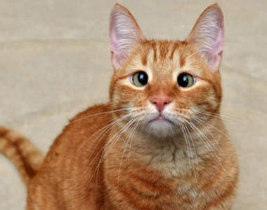 《鬥雞眼貓》看不開所以更令人憐惜的貓咪～ 