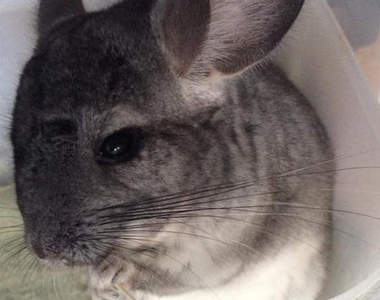 《毛絲鼠防寒對策》原來毛茸茸的龍貓是虛胖阿(指)XDDD