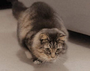 《扭扭貓》扭動扭動的樣子也超可愛