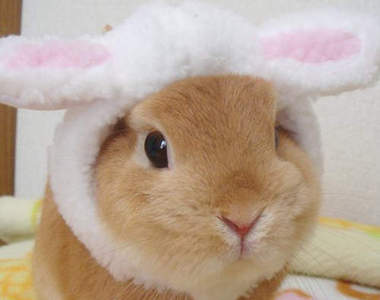 毛茸茸《兔子動圖》讓你止不住嘴角上揚的可愛魔力♥