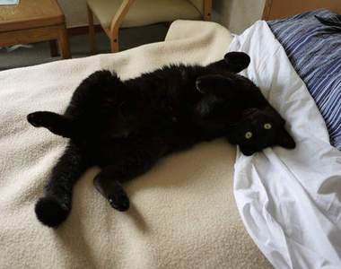 伊豆《貓旅館》貓咪們還會來給你客房服務喔=①。①=