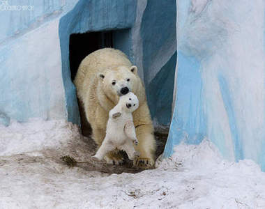 愛氾濫《動物親子照》看到最後我的心都融化了❤