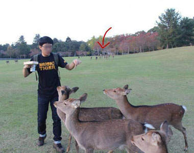 《進擊的奈良小鹿》餵食者的表情實在太搶戲XDDD