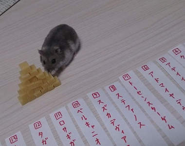 倉鼠たまちゃん《賽馬預測》主人中獎了沒？