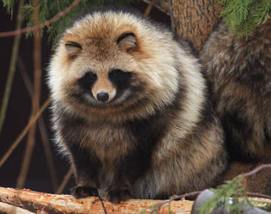 《學校來了一隻狸貓》日本校園彷彿童話故事一般