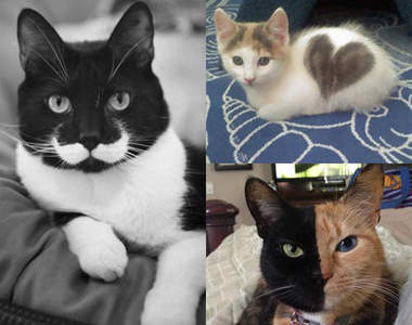 毛色有玄機的貓貓　是誰偷偷摻顏料啦ww