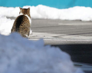 東京貓屋《貓貓魚庵》多達１萬件貓咪物品