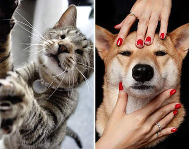 《35個網路人氣動物明星》你一定多少聽過他們的故事(・ω・`)