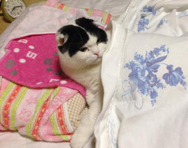 《Twitter紅貓》是一隻把自已當成人的肥貓