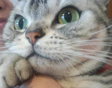 《腮紅貓》讓貓咪可愛度瞬間爆發的超神絕技(≡ω≡)