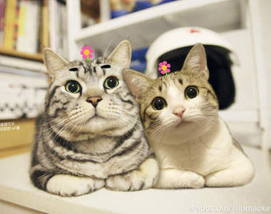 《豬貓可樂》頭上冒小花的呆貓 趴兔