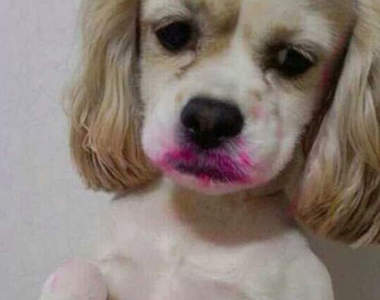 《狗狗挨罵臉》誰叫你做壞事呢XDD