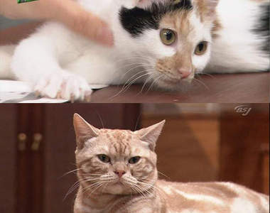 日本節目上的吸睛貓咪 看節目都變成在看貓了啦