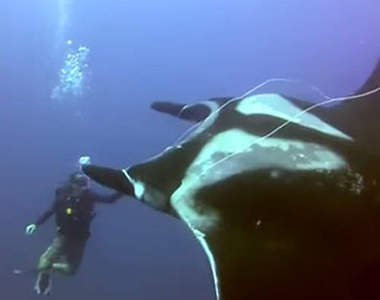 奇聞《魔鬼魚跟人類求救》救完還會道謝