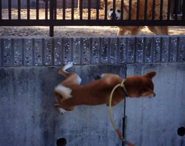 《飛簷走壁的柴犬》其實人家只是想打個招呼罷惹（￣▽￣）