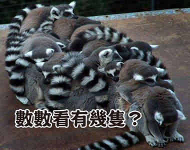 《把彼此當枕頭的動物們》天冷冷好好睡嘛（躺）