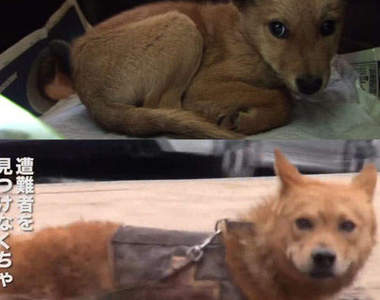 救難犬夢之丞物語　一個毛孩子轉變成搜救犬的故事