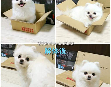 《博美開箱文》超愛紙箱的小博美　沒有紙箱就變無辜臉(´・ω・`)