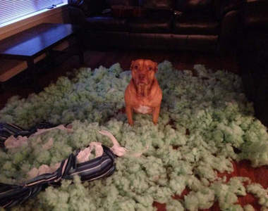 汪星人當家《狗狗破壞狂》主人不在家 我就是家裡的老大