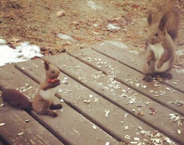 《討餅乾吃的松鼠》與松鼠玩偶的初見面　你也是來要餅乾的嗎◕ㅂ◕