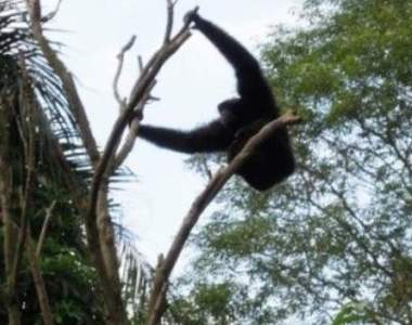 《台灣旅遊七大好去處》哪裡可以看到飛天猿猴呢？！