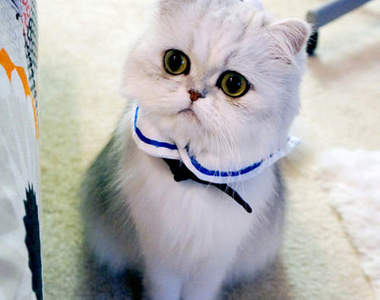 微博紅貓－兮若（妞妞）　閱覽注意級的驚人萌度♥