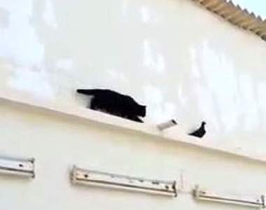 超萌《倒退嚕小黑貓》看我用迷人的屁屁抓到你ΦωΦ