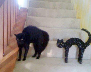 《模仿貓》大集合～貓的你們都是COPYCAT（指）